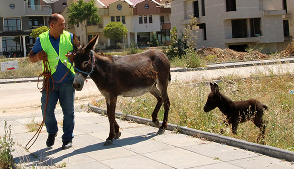 trans bayan georgian porn
