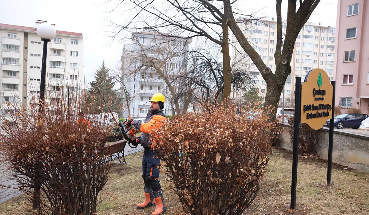 Çankaya’da Budama Çalışmaları Bahar Öncesi Hız Kazandı haber görseli