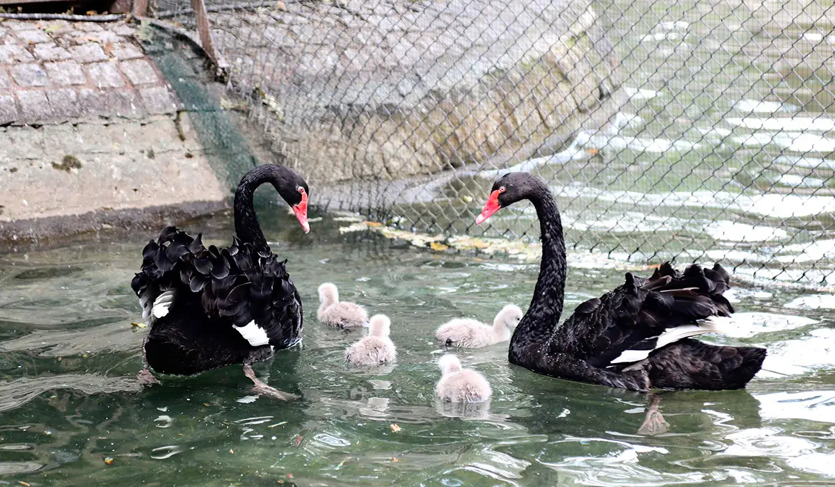 Kuğulu Park