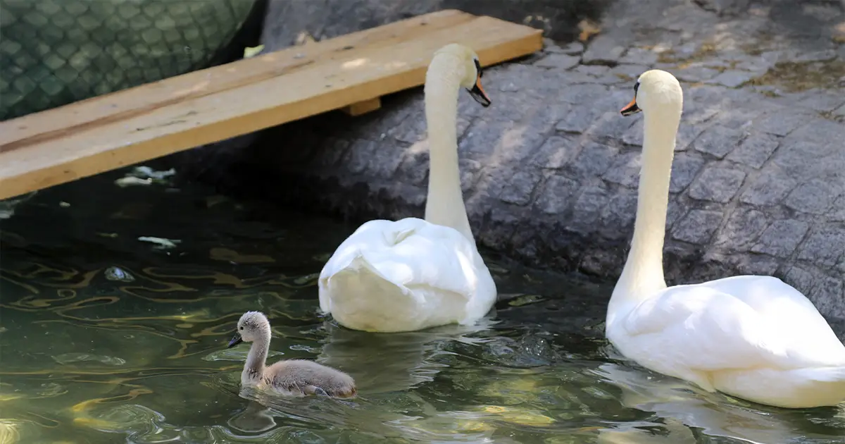 Başkent’in Simgesi Kuğulu Park’tan Sevindirici Haber haber görseli