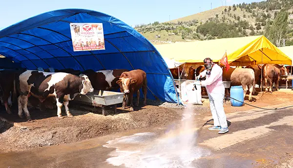 Çankaya Belediyesinin Kurban Satış Alanı Hazır haber görseli