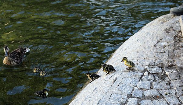 ordek_22082024b_1752218071_cgab1LVU.jpg